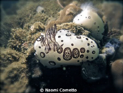 2 in 1 shot!!!!! by Naomi Cometto 